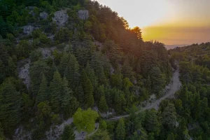 forêt de Horsh Ehden (Liban)